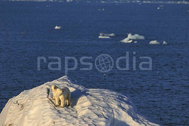 ec2775-24LE : Ours polaire femelle et son petit, Svalbard, Ile de Nordaustlandet côte sud. Europe, CEE, iceberg, ours, C02, C01 faune, voyage aventure, mer (Norvège).