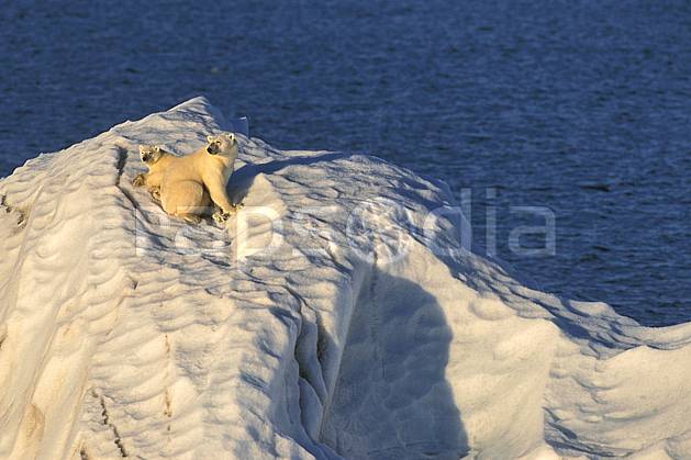 ec2775-27LE : Ours polaire femelle et son petit, Svalbard, Ile de Nordaustlandet côte sud. Europe, CEE, iceberg, ours, C02, C01 faune, voyage aventure, mer (Norvège).
