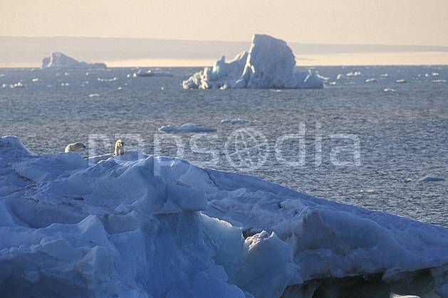 ec2776-04LE : Ours polaire femelle et son petit, Svalbard, Ile de Nordaustlandet côte sud. Europe, CEE, ciel voilé, iceberg, ours, C02, C01 faune, paysage, voyage aventure, mer (Norvège).