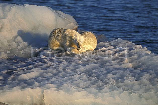 ec2776-08LE : Ours polaires, Svalbard, Ile de Nordaustlandet côte sud. Europe, CEE, iceberg, ours, C02, C01 faune, voyage aventure, mer (Norvège).