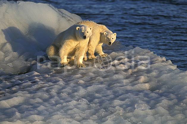 ec2776-10LE : Ours polaires, Svalbard, Ile de Nordaustlandet côte sud. Europe, CEE, iceberg, ours, C02, C01 faune, voyage aventure, mer (Norvège).