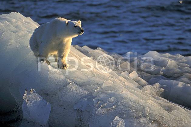 ec2776-34LE : Ours polaire, Svalbard, Ile de Nordaustlandet côte sud. Europe, CEE, iceberg, ours, C02, C01 faune, voyage aventure, mer (Norvège).