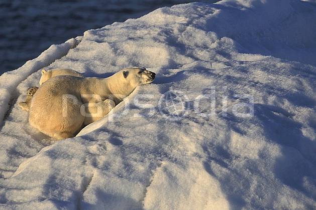 ec2777-10LE : Ours polaire femelle et son petit, Svalbard, Ile de Nordaustlandet côte sud. Europe, CEE, iceberg, ours, C02, C01 faune, voyage aventure, gros plan (Norvège).