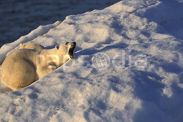 ec2777-20LE : Ours polaire femelle et son petit, Svalbard, Ile de Nordaustlandet côte sud. Europe, CEE, iceberg, ours, C02, C01 faune, voyage aventure, gros plan (Norvège).