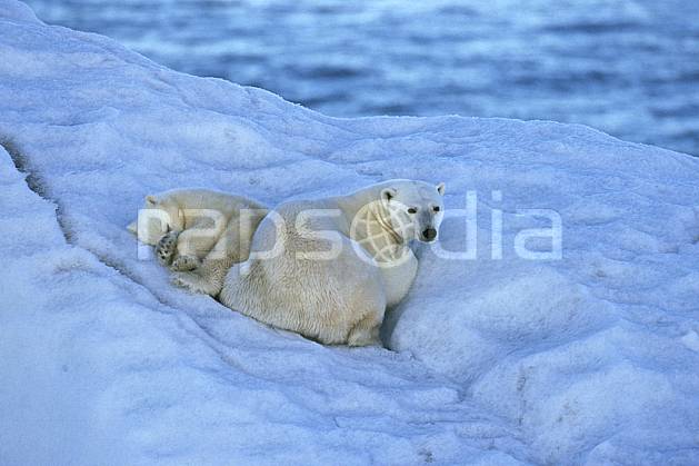 ec2777-29LE : Ours polaire femelle et son petit, Svalbard, Ile de Nordaustlandet côte sud. Europe, CEE, iceberg, ours, C02, C01 faune, voyage aventure, mer, gros plan (Norvège).