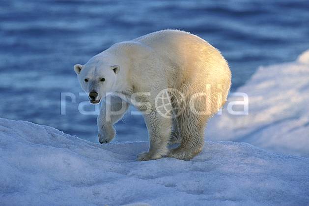 ec2777-34LE : Ours polaire, Svalbard, Ile de Nordaustlandet côte sud. Europe, CEE, iceberg, ours, C02, C01 faune, voyage aventure, mer, gros plan (Norvège).