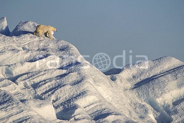 ec2778-21LE : Ours polaire, Svalbard, Ile de Nordaustlandet côte sud. Europe, CEE, ciel voilé, iceberg, ours, C02, C01 faune, voyage aventure (Norvège).