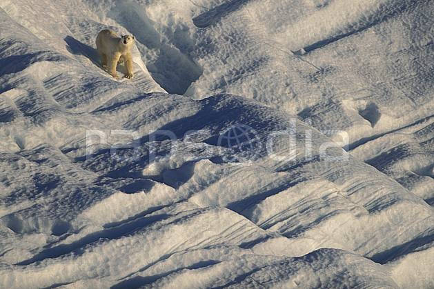 ec2778-28LE : Ours polaire, Svalbard, Ile de Nordaustlandet côte sud. Europe, CEE, iceberg, ours, C02, C01 faune, voyage aventure (Norvège).
