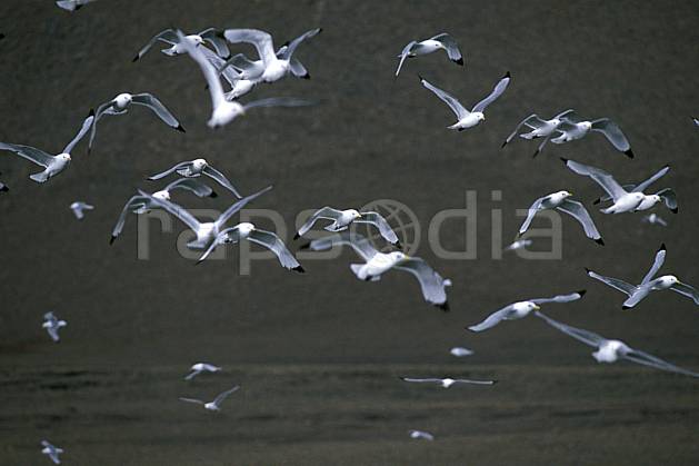 ec2781-06LE : Mouettes arctiques (Kittiwakes) à Discobukta, Svalbard, Ile de EdgeØya (E). Europe, CEE, oiseau, voler, C02, C01 faune, groupe, voyage aventure (Norvège).