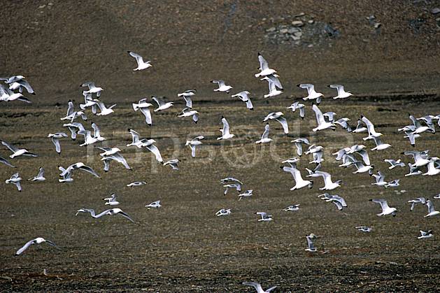 ec2781-09LE : Mouettes arctiques (Kittiwakes) à Discobukta, Svalbard, Ile de EdgeØya (E). Europe, CEE, oiseau, voler, C02, C01 faune, groupe, voyage aventure (Norvège).