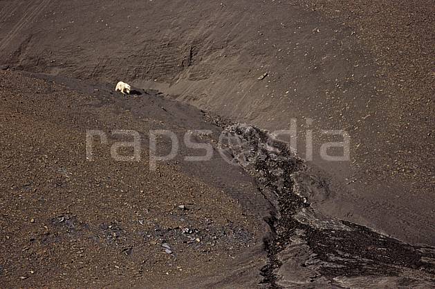 ec2781-24LE : Ours polaire à Discobukta, Svalbard, Ile de EdgeØya (E). Europe, CEE, ours, C02, C01 faune, voyage aventure (Norvège).