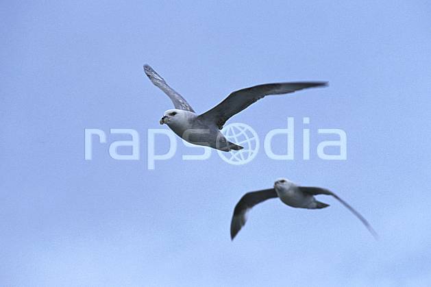 ec2783-24LE : Fulmar, Svalbard, Ile du Spitzberg. Europe, CEE, ciel voilé, oiseau, voler, C02, C01 faune, groupe, voyage aventure (Norvège).