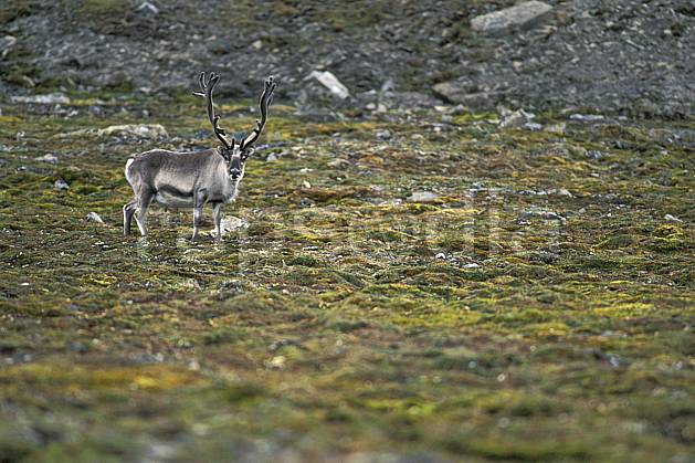 ec2784-22LE : Renne arctique à Treskelodden (S), Svalbard, Ile du Spitzberg. Europe, CEE, herbe, C02, C01 faune, voyage aventure (Norvège).