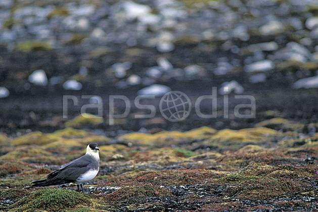 ec2788-05LE : Labbe parasite à Treskelodden (S), Svalbard, Ile du Spitzberg. Europe, CEE, oiseau, C02, C01 faune, voyage aventure (Norvège).