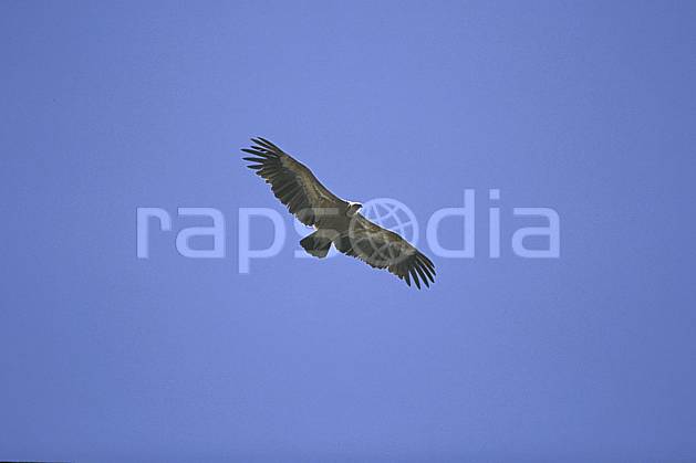 ec2828-17LE : Aigle. Afrique, Moyen Orient, ciel voilé, oiseau, voler, C02, C01 faune, voyage aventure (Arabie-Saoudite).