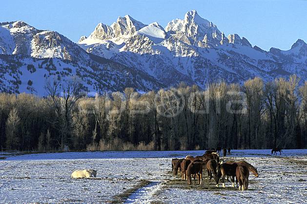 ec2940-27LE : Cheval, Jackson, Grand Teton, Wyoming. Amérique du nord, champ, cheval, C02, C01 faune, paysage, voyage aventure (Usa).