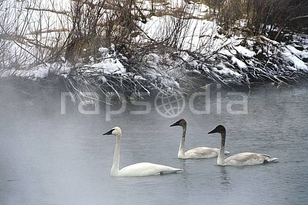 ec2948-09LE : Cygne, Jackson, Wyoming. Amérique du nord, cygne, C02, C01 faune, lac, voyage aventure (Usa).
