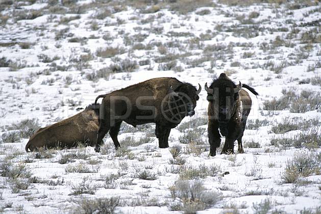 ec2948-18LE : Bison, Jackson, Wyoming. Amérique du nord, bison, champ, herbe, C02, C01 faune, voyage aventure (Usa).
