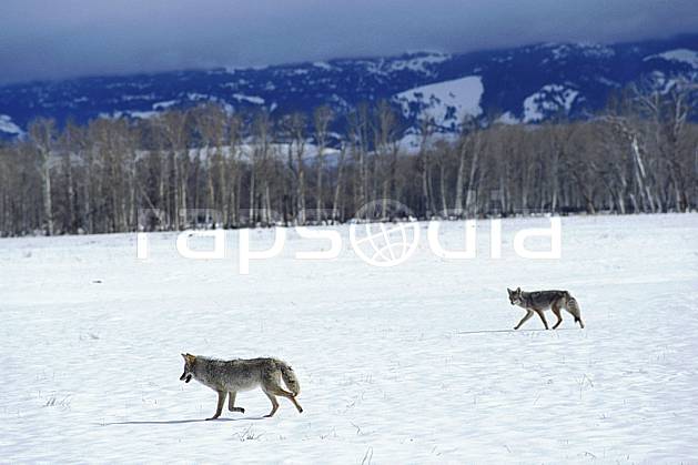 ec2951-24LE : Coyote- Jackson, Wyoming. Amérique du nord, champ, loup, mauvais temps, coyote, C02, C01 faune, paysage, voyage aventure (Usa).