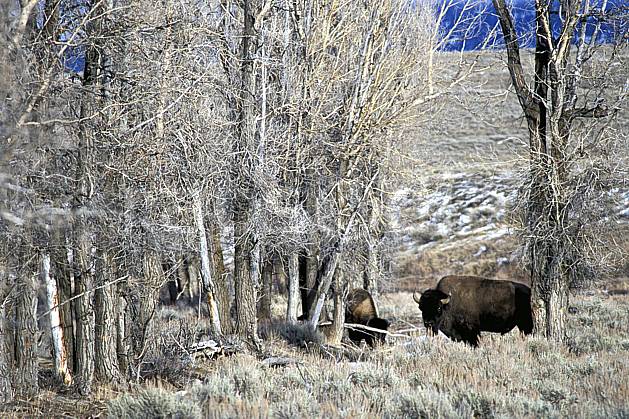 ec2951-32LE : Bison, Jackson, Wyoming. Amérique du nord, bison, champ, C02, C01 arbre, faune, voyage aventure (Usa).