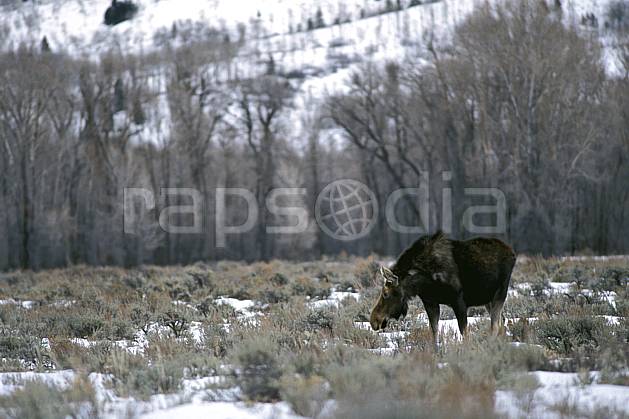 ec2952-09LE : Élan (moose), Jackson, Wyoming. Amérique du nord, champ, élan, C02, C01 faune, voyage aventure (Usa).