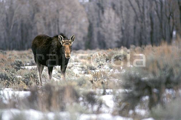 ec2952-14LE : Élan (moose), Jackson, Wyoming. Amérique du nord, champ, élan, C02, C01 faune, voyage aventure (Usa).