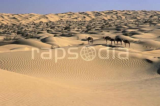 ec3060-01LE : Dromadaires dans le désert. Afrique, Afrique du nord, dune, C02, C01 désert, faune, paysage, voyage aventure (Tunisie).