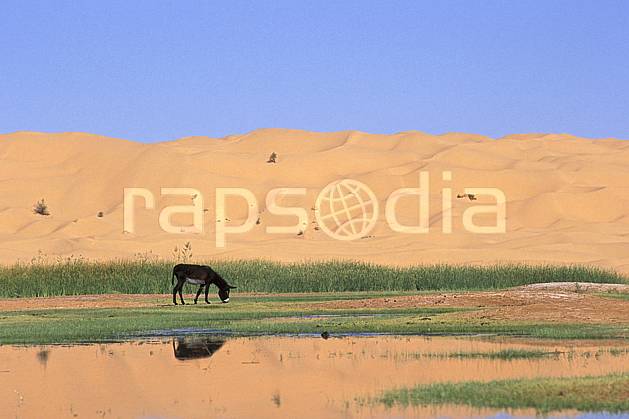ec3068-15LE : Oasis, Ane. Afrique, Afrique du nord, dune, oasis, âne, C02, C01 désert, faune, voyage aventure (Tunisie).