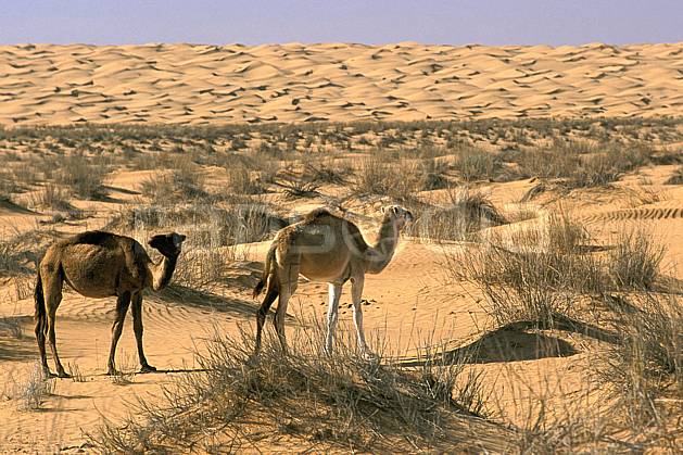 ec3073-13LE : Dromadaires. Afrique, Afrique du nord, dune, C02, C01 désert, faune, voyage aventure (Tunisie).