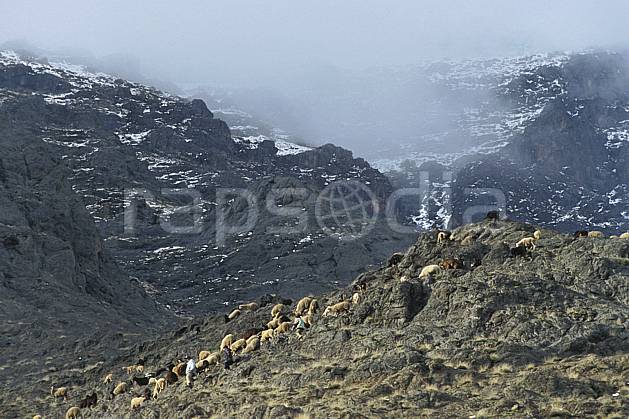 ec3150-24LE : Trek Maroc. Afrique, Afrique du nord, mouton, C02, C01 faune, moyenne montagne, paysage, voyage aventure (Maroc).