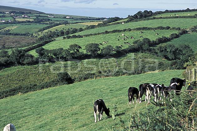 ec3173-27LE : Paysage d'Irlande. Europe, CEE, champ, campagne, vache, C02, C01 arbre, faune, voyage aventure (Irlande).