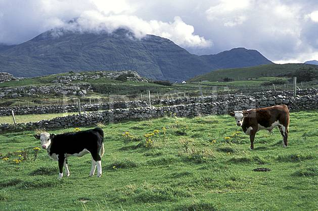 ec3174-13LE : Paysage d'Irlande. Europe, CEE, champ, campagne, C02, C01 faune, moyenne montagne, nuage, voyage aventure (Irlande).