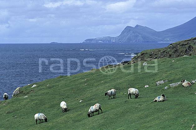 ec3175-19LE : Paysage d'Irlande. Europe, CEE, mouton, C02, C01 faune, mer, voyage aventure (Irlande).