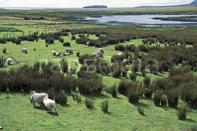 ec3175-35LE : Paysage d'Irlande. Europe, CEE, mouton, C02, C01 faune, voyage aventure (Irlande).