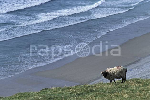 ec3179-10LE : Paysage d'Irlande, Achill Island. Europe, CEE, mouton, plage, C02, C01 faune, mer, voyage aventure (Irlande).