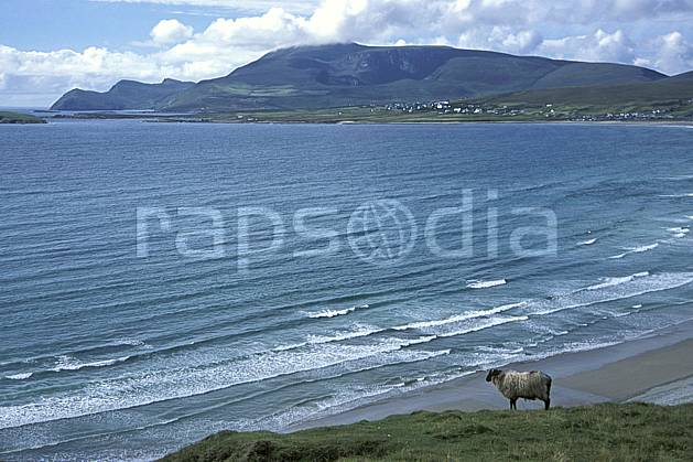 ec3179-11LE : Paysage d'Irlande, Achill Island. Europe, CEE, mouton, plage, C02, C01 faune, mer, voyage aventure (Irlande).