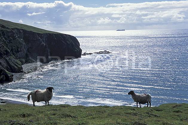 ec3179-15LE : Paysage d'Irlande, Achill Island. Europe, CEE, mouton, C02, C01 faune, mer, voyage aventure (Irlande).