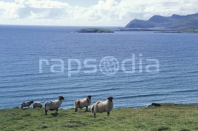 ec3179-16LE : Paysage d'Irlande, Achill Island. Europe, CEE, mouton, C02, C01 faune, mer, voyage aventure (Irlande).