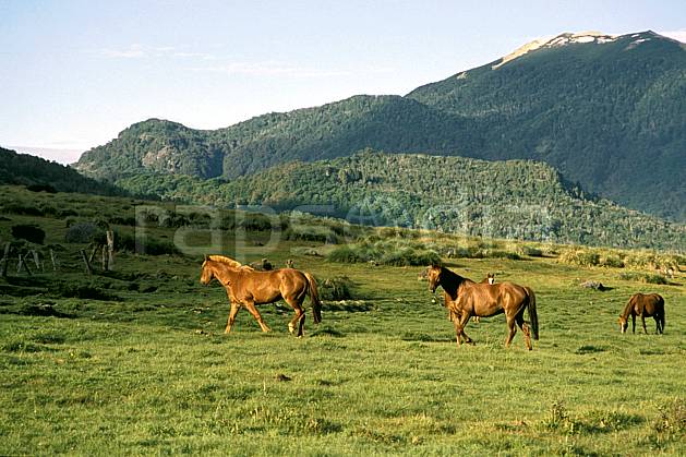 ec3181-19LE : Patagonie. Amérique du sud, Amérique Latine, Amérique, cheval, C02, C01 faune, moyenne montagne, paysage, voyage aventure (Argentine).