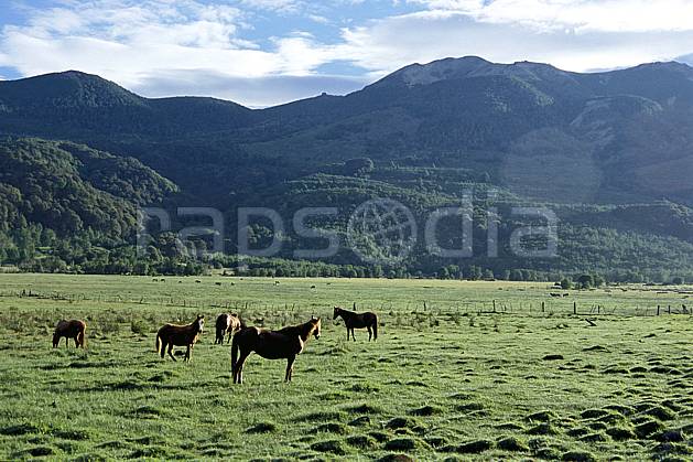 ec3181-20LE : Patagonie. Amérique du sud, Amérique Latine, Amérique, cheval, champ, C02, C01 faune, forêt, moyenne montagne, paysage, voyage aventure (Argentine).