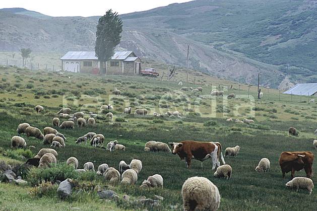 ec3187-19LE libre de droits Patagonie, Amérique du sud, Amérique Latine, Amérique, mouton, vache, C02, C01, environnement, faune, habitation, moyenne montagne, paysage, voyage aventure (Argentine).