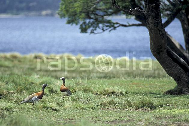 ec3188-03LE : Patagonie. Amérique du sud, Amérique Latine, Amérique, oiseau, C02, C01 arbre, faune, lac, voyage aventure (Argentine).