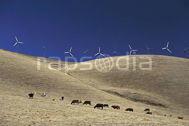 ee0671-25LE : Champ d'Éoliennes près de San Francisco, Californie. Amérique du nord, ciel bleu, éolienne, herbe, vache, C02, C01 environnement, faune, voyage aventure (Usa).