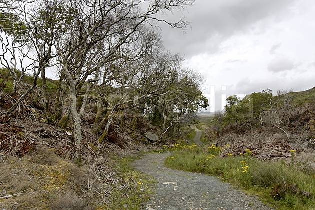 ee071995LE : Sentier près de Glenveagh Castle, Donegal. Europe, EEC, road tree, environment, heritage, landscape, adventure trip (Ireland).