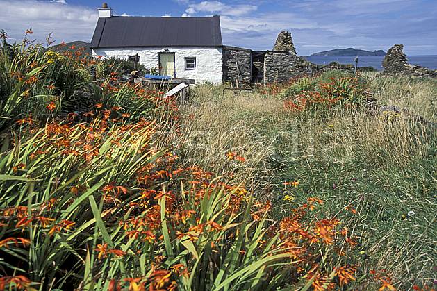 ee3173-34LE : Paysage d'Irlande. Europe, CEE, ferme, fleur, C02, C01 environnement, flore, habitation, patrimoine, voyage aventure (Irlande).
