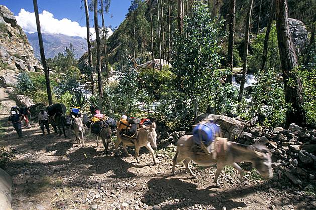 ef2725-27LE : Ascension de l'Alpamayo, Huaripampa, Quebrada Santa Cruz. Amérique du sud, Amérique Latine, sentier, ciel nuageux, âne, C02, C01 faune, transport, voyage aventure (Pérou).