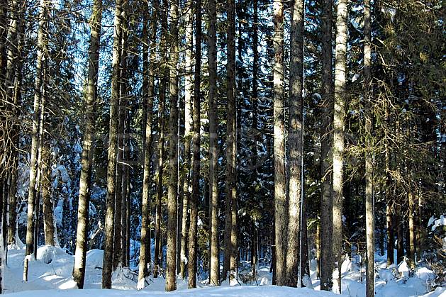 fa050546LE : Forêt d'épicéas. Bavière. Europe, CEE, épicéa, tronc, C02, C01 arbre, flore, forêt, textures et fonds (Allemagne).