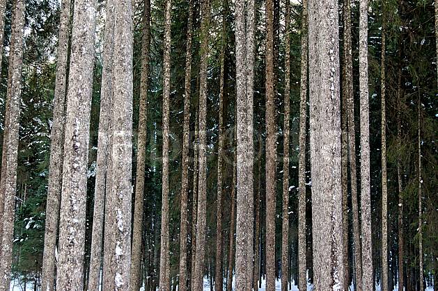 fa050582LE : Forêt d'épicéas. Bavière. Europe, CEE, épicéa, tronc, C02, C01 arbre, flore, forêt, textures et fonds (Allemagne).
