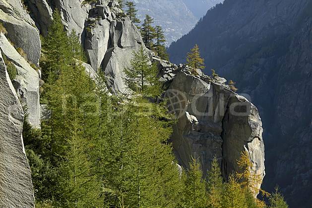 fa055811LE : Valle dell Orco. Europe, CEE, épicéa, C02, C01 arbre, forêt, moyenne montagne, paysage, textures et fonds (Italie).