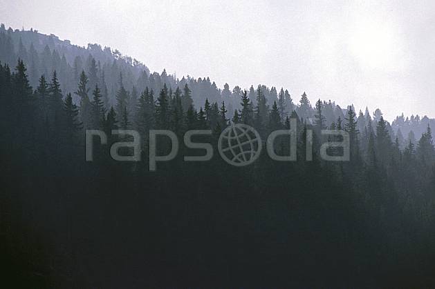 fa0849-17LE : Forêt au matin. Europe, CEE, C02, C01 arbre, forêt, textures et fonds (France).